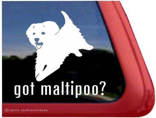 Maltipoo var mı? ~ Oynak Maltipoo Köpek Pencere Çıkartma