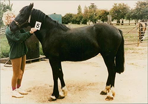 RSPCA kurtarılan atın vintage fotoğrafı